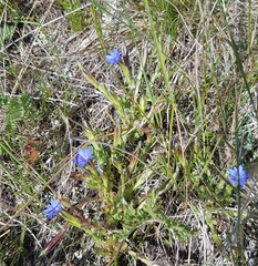 Gentiana prostrata