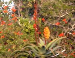 Aloe africana