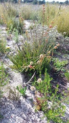 Stylapterus fruticulosus