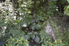 Xanthosoma wendlandii