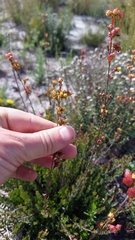 Stylapterus fruticulosus