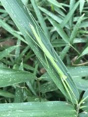 Tenodera angustipennis