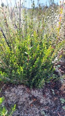 Stylapterus fruticulosus