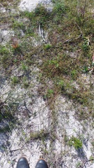 Rhynchosia ferulifolia