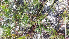 Rhynchosia ferulifolia