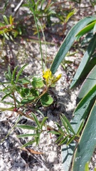 Rhynchosia ferulifolia