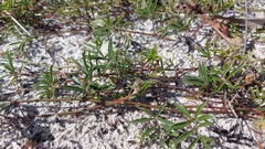 Rhynchosia ferulifolia