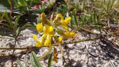 Rhynchosia ferulifolia