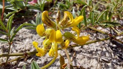 Rhynchosia ferulifolia