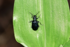Lema concinnipennis
