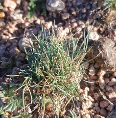 Festuca lenensis