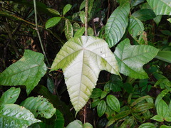 Macaranga triloba