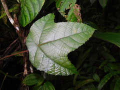 Macaranga triloba