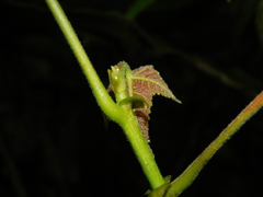 Macaranga triloba