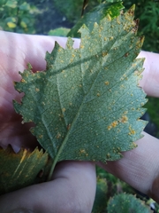 Melampsoridium betulinum