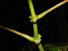 Macaranga triloba