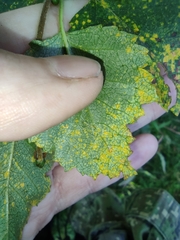 Melampsoridium betulinum