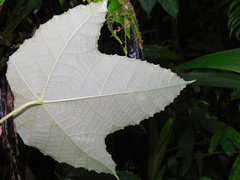 Macaranga triloba