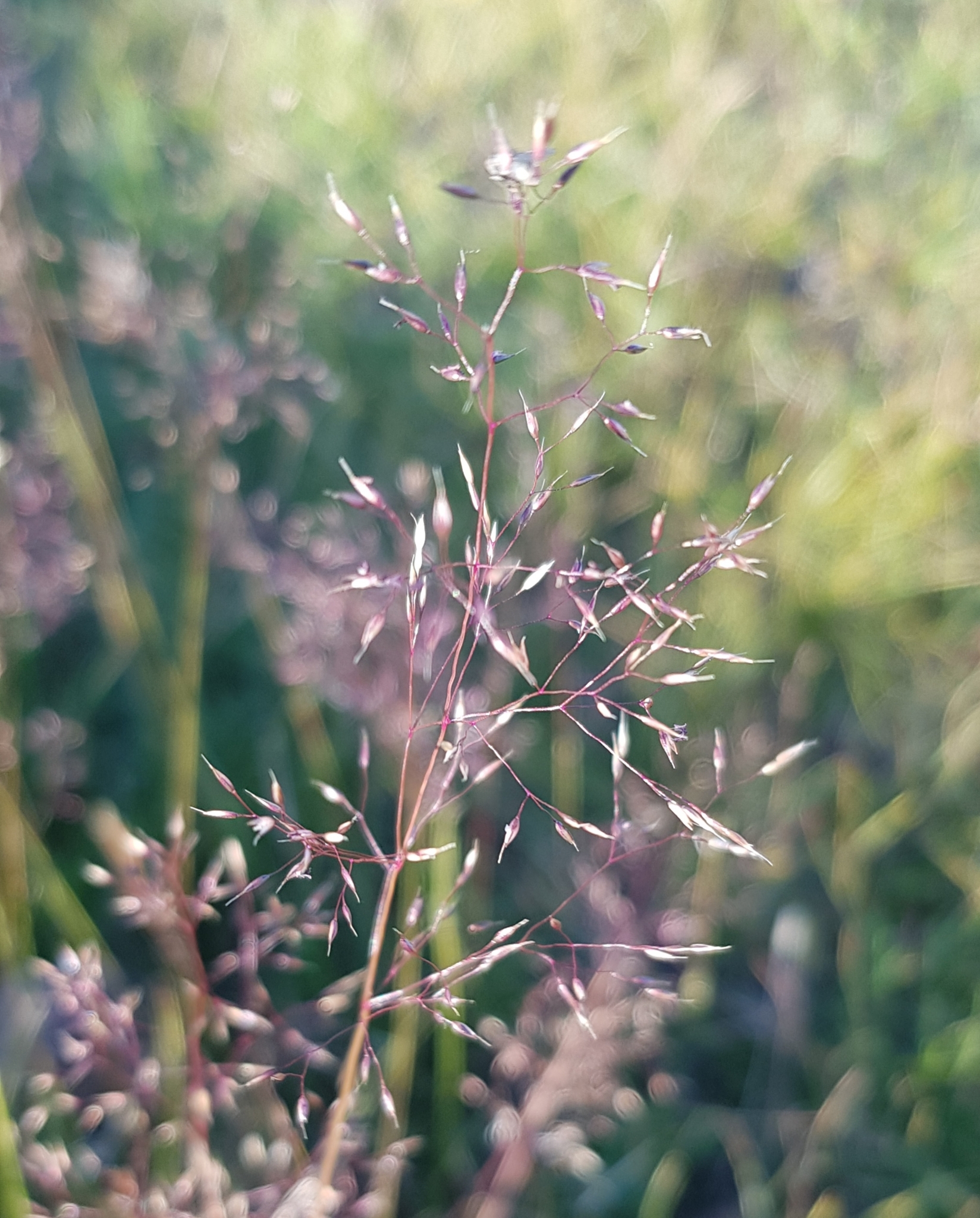 Agrostis vinealis