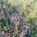 Agrostis vinealis - Photo 由 Urgamal Magsar 所上傳的 (c) Urgamal Magsar，保留部份權利CC BY
