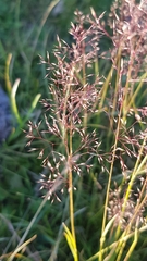 Agrostis vinealis trinii