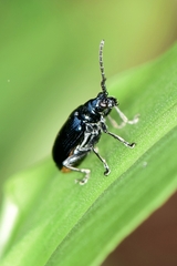 Lema concinnipennis