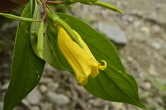 Hamelia xorullensis