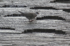 Columba palumbus