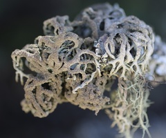 Hypogymnia schizidiata