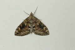 Thera britannica