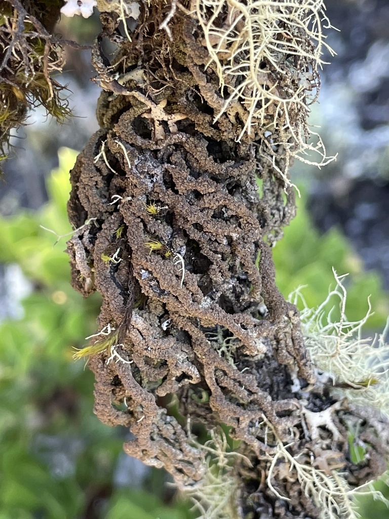 Hypogymnia schizidiata