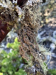 Hypogymnia schizidiata