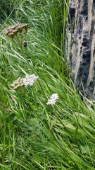 Conioselinum longifolium