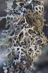 Hypogymnia schizidiata