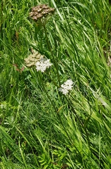 Conioselinum longifolium