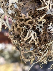 Hypogymnia schizidiata