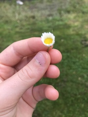 Bellis perennis