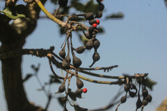 Erythrina lysistemon