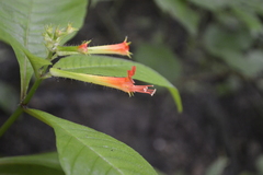 Cuphea appendiculata