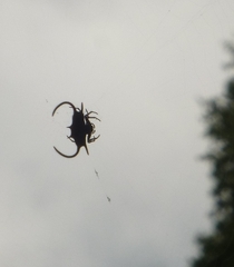 Gasteracantha falcicornis