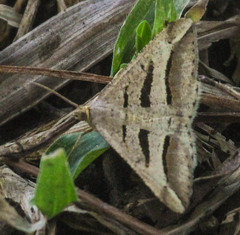 Chiasmia subcurvaria