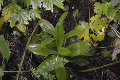 Ardisia revoluta