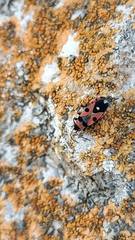 Horvathiolus superbus