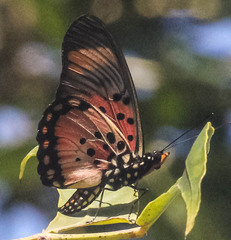 Pseudacraea boisduvalii