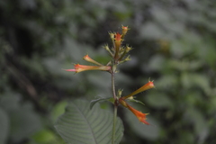 Cuphea appendiculata