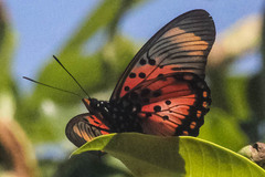Pseudacraea boisduvalii