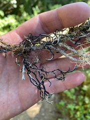 Hypogymnia duplicata