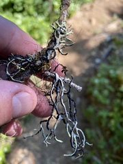 Hypogymnia duplicata