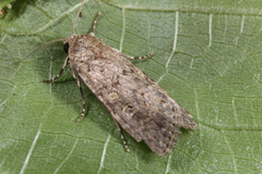 Spodoptera cilium