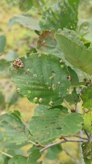 Eriophyes alniincanae
